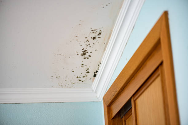 Best Fast Mold Removal  in Rosedale, LA