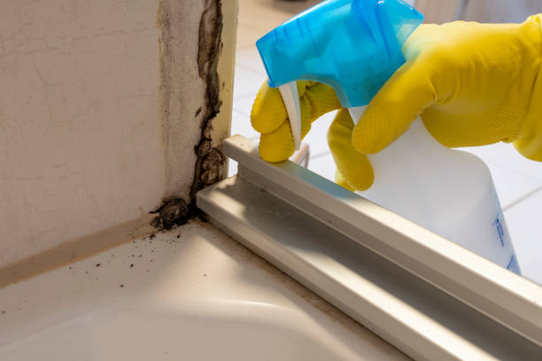 Best Mold Damage Repair  in Rosedale, LA