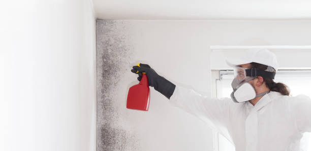 Best Black Mold Removal  in Rosedale, LA