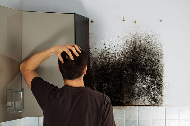 Best Local Mold Removal Service  in Rosedale, LA